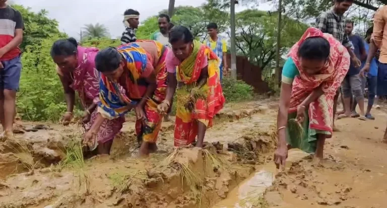 ଶୋଚନୀୟ ରାସ୍ତାରେ ଧାନତଳି ରୋପଣ କରି ଅଭିନବ ପ୍ରତିବାଦ