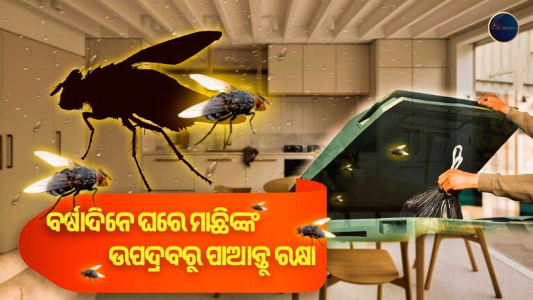 ବର୍ଷଦିନେ ଘରେ ମାଛିଙ୍କ ଉପଦ୍ରବରୁ ପାଆନ୍ତୁ ରକ୍ଷା