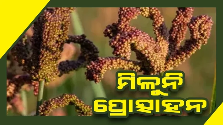 କାଙ୍ଗୁ ଚାଷରୁ ମୁହଁ ଫେରାଉଛନ୍ତି ଚାଷୀ