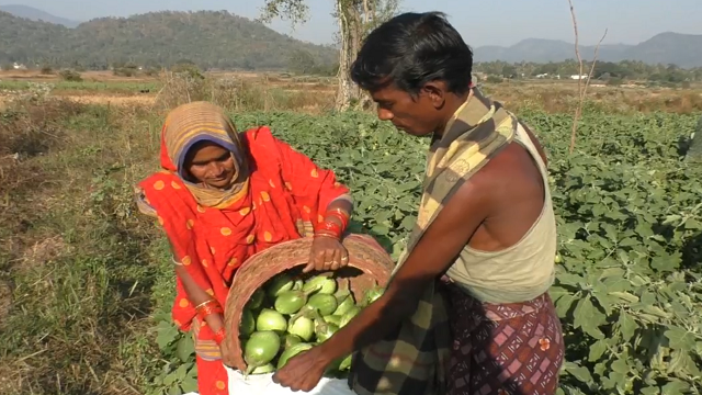 ପରିବା ଚାଷ କରି ଲକ୍ଷ ପତି ଚାଷୀ, ପଲିଥିନରେ ଫଳାଇଛନ୍ତି ବାଇଗଣ,ଲାଉ,ଫୁଲକୋବି