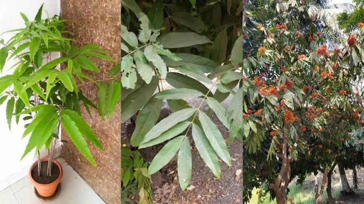 ବାସ୍ତୁ ଅନୁସାରେ ଘର ସମ୍ମୁଖରେ ଅଶୋକ ଗଛ ଲଗାଇବା ଶୁଭ ନା ଅଶୁଭ