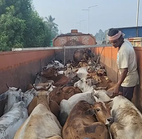 cows-rescued-at-dhamnagar-2025-10-26-11-02-38