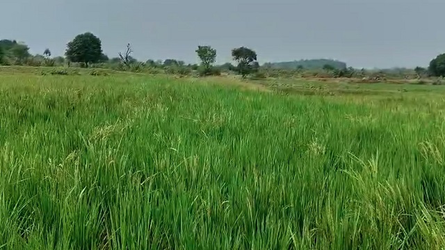 ଜଗନ୍ନାଥଙ୍କ ମହାପ୍ରସାଦରେ ବ୍ୟବହାର ହେଉଛି ବାସ୍ନା ଧାନ, ଦିନକୁ ଦିନ ବୃଦ୍ଧି ପାଉଛି ଏହାର ଚାହିଦା