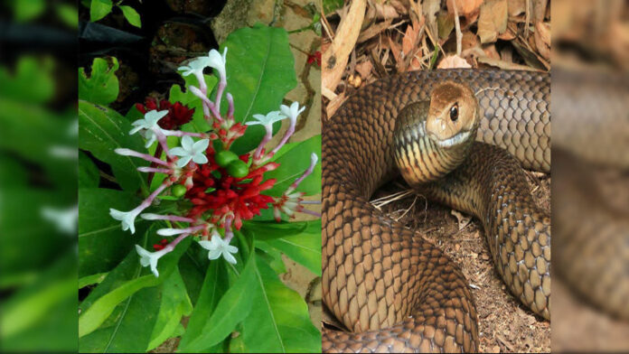 nag-panchami-2021-in-marathi-snakes-run-away-from-the-smell-of-sarpagandha-it-has-other-benefits