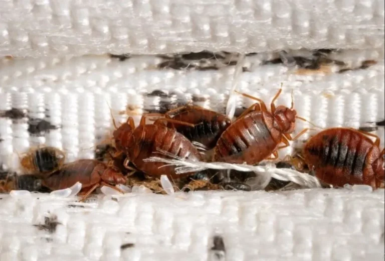 ଆପଣଙ୍କ ବିଛଣାରେ ଓଡ଼ଶ ହେଉଛି କି?, ତେବେ ଆପଣାନ୍ତୁ ଏହି ସବୁ ଉପାୟ