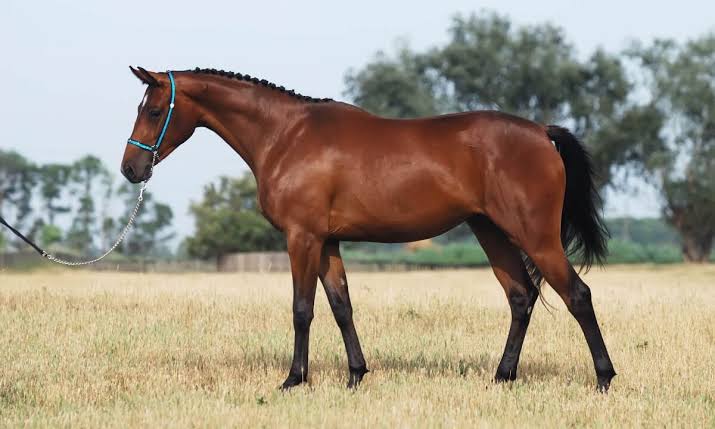 ଘୋଡ଼ା କେବେ ବସେ ନାହିଁ କାହିଁକି, ଛିଡ଼ା ହୋଇ କିପରି ପୂରଣ କରେ ନିଦ, ଆସନ୍ତୁ ଜାଣିବା ବୈଜ୍ଞାନିକ କାରଣ