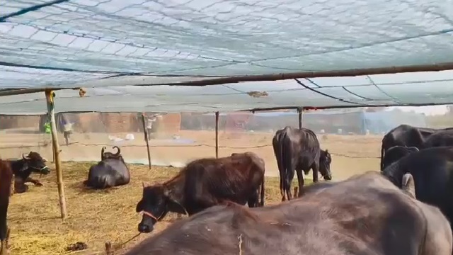 ୧୫ ଦିନରେ ମଲେଣି ଶହେରୁ ଅଧିକ ମଇଁଷି