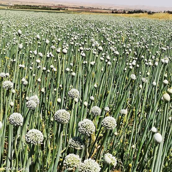 ଜାଣନ୍ତୁ ଶୀତଦିନେ ପିଆଜ ଷଣ୍ଢାର ସ୍ୱାସ୍ଥ୍ୟଉପଯୋଗୀ ଗୁଣ