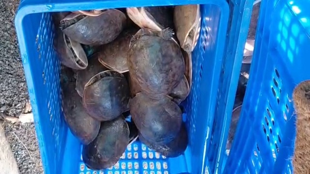 ୮୩ ଟି ଜୀବନ୍ତ କଇଁଛ ଉଦ୍ଧାର