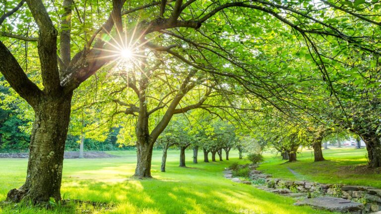 ରାଜ୍ୟରେ ରାତିରେ ବଢିବ ତାତି, ୭ ଦିନ ଶୁଖିଲା ରହିବ ପାଗ