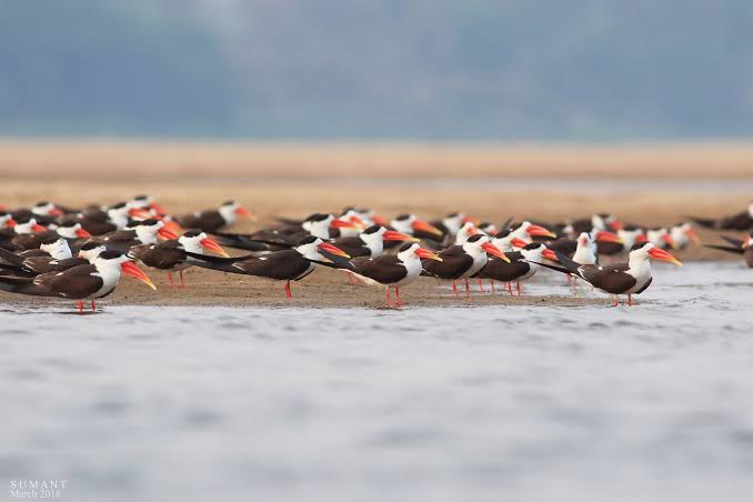 ପକ୍ଷୀ ଗଣନା ଶେଷ,ମହାନଦୀ ଗଣ୍ଡରେ ୩ ହଜାର ୯୧୫ଟି ପକ୍ଷୀ