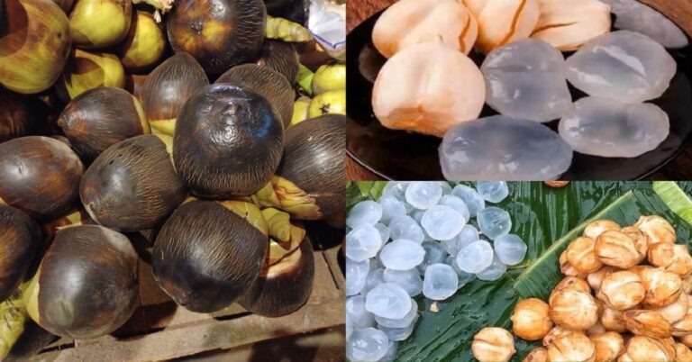 ଖରାଦିନେ ଖାଆନ୍ତୁ ତାଳସଜ, ଏଥିରେ ରହିଛି ଅନେକ ଲାଭକାରୀ ଗୁଣ