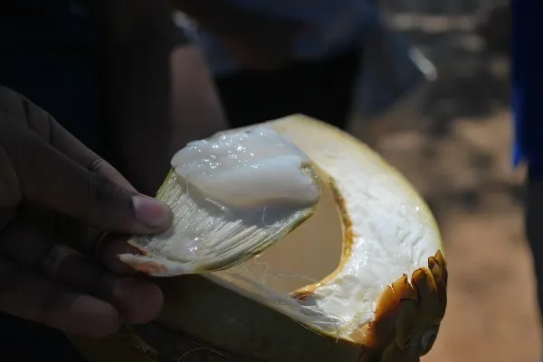 ସ୍ବାସ୍ଥ୍ୟ ପାଇଁ ପ୍ରଭାବଶାଳୀ ପଇଡ଼ ନାଳି, ଅନେକ ସମସ୍ୟାକୁ କରେ ଗାଏବ