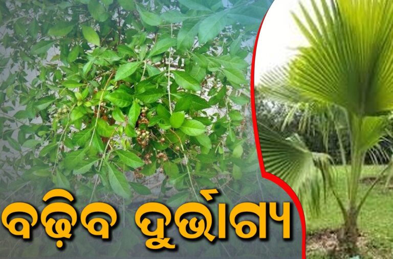 ଘରେ କେବେ ବି ରଖନ୍ତୁ ନି ଏପରି ଗଛ, ବଢ଼ିବ ଦୁର୍ଭାଗ୍ୟ