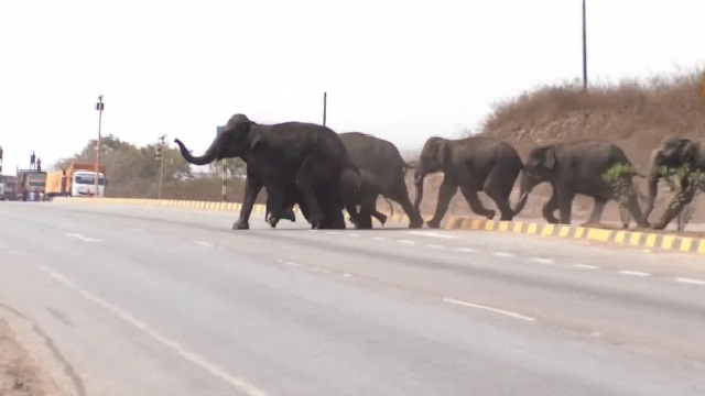 ସହର ମୁହାଁ ହାତୀ ପଲ, ତୀକ୍ଷ୍ଣ ନଜର ରଖିଛି ବନ ବିଭାଗ