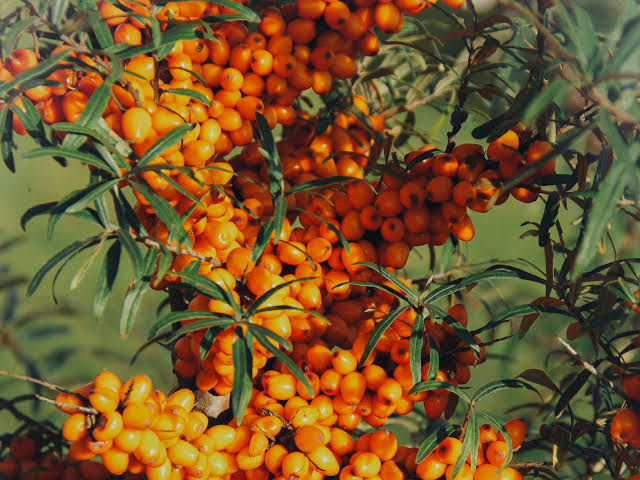 କ୍ୟାନ୍ସର ପାଇଁ ରାମବାଣ ଏହି ଛୋଟ ଫଳ, ଜାଣନ୍ତୁ ଏହାର ଜୁସ୍ ପିଇଲେ କ’ଣ ଲାଭ ମିଳେ?