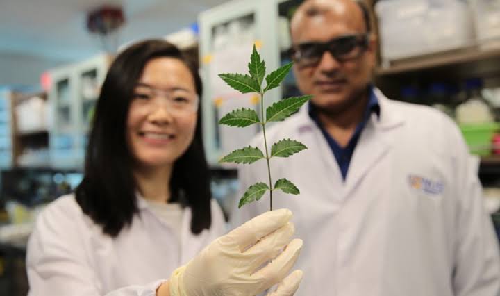 ପାନକ୍ରିଆଟିକ୍ କ୍ୟାନ୍ସରକୁ ମୂଳପୋଛ କରିବ ‘ନିମ’! ରିସର୍ଚ୍ଚରୁ ଆଶ୍ଚର୍ଯ୍ୟଜନକ ଖୁଲାସା