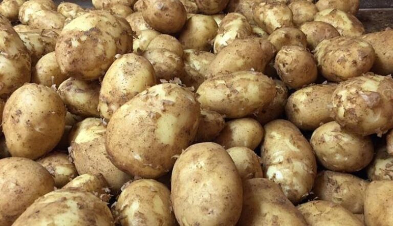 ଆଳୁ ଦରକୁ ନେଇ ଭିନ୍ନ ଚିତ୍ର : ହୋଲସେଲରେ ଆଳୁ କିଲେ ୫ ଟଙ୍କା, ଦୋକାନରେ ୨୦