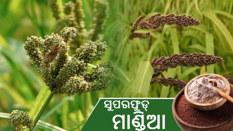 ଅତ୍ୟଧିକ ମୋଟା ହେଉଛନ୍ତି କି? ତେବେ ଖାଇବା ଲିଷ୍ଟରେ ସାମିଲ କରନ୍ତୁ ମାଣ୍ଡିଆ