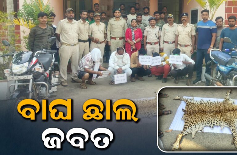 ଡାବୁଗାଁ ବନ ବିଭାଗର ଚଢାଉ: କଲରାପତରିଆ ବାଘ ଛାଲ ଜବତ, ୫ ଗିରଫ