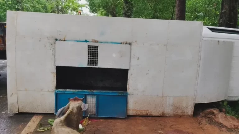 ବଳଦ ବୋଝେଇ ପିକଅପ୍ ଦୁର୍ଘଟଣାଗ୍ରସ୍ତ, ୭ ବଳଦ ମୃତ