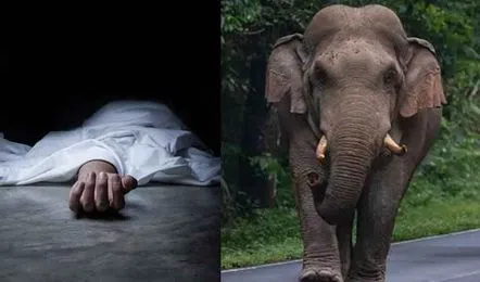ଶୋଇଥିବା ଅବସ୍ଥାରେ ୪୩ ବର୍ଷୀୟ  ଯୁବକଙ୍କୁ ଦଳିଦେଲା ହାତୀ