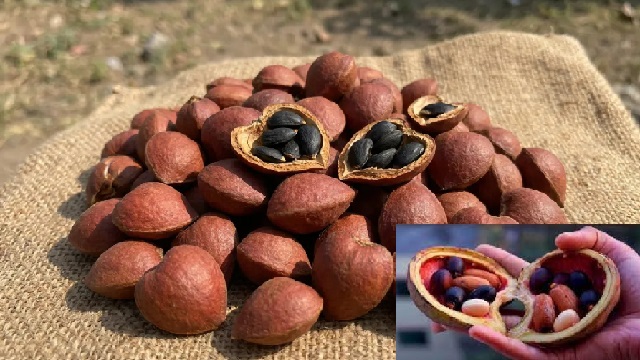 ଜଙ୍ଗଲୀ ବାଦାମ’ର ରହିଛି ଅନେକ ଔଷଧୀୟ ଗୁଣ ! ଦେଇଥାଏ ଏହି ଲାଭ