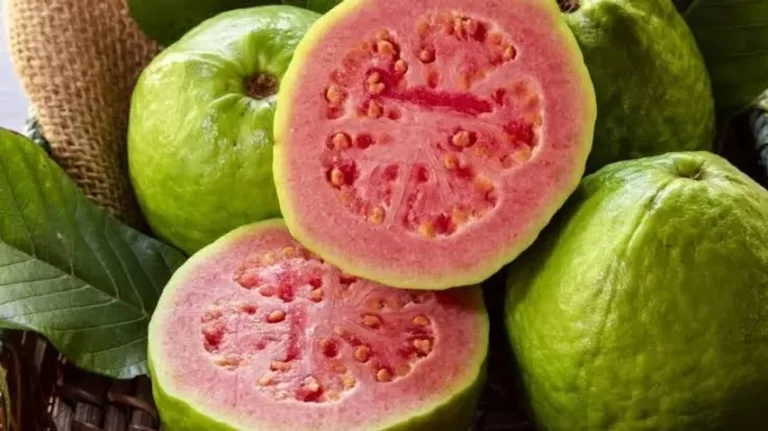 ପିଜୁଳି ମଞ୍ଜି ଖାଇଲେ ହୁଏ କି ପେଟ ଯନ୍ତ୍ରଣା? ପିଲାଦିନରୁ ଶୁଣିଥିବା କଥା କେତେ ସତ, ଜାଣନ୍ତୁ ସତ୍ୟ!